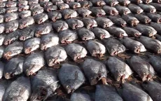 Giá cá bổi Cà Mau tăng kỷ lục