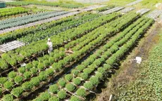 Làng hoa Tết đón xuân với nhiều nỗi lo