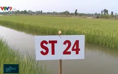 Ưu tiên nhân rộng sản xuất lúa ST25 với mô hình lúa - tôm