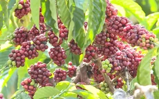 Giá cà phê có xu hướng tăng do lo ngại thiếu hụt nguồn cung