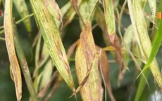 Cây xanh héo úa ở Dung Quất