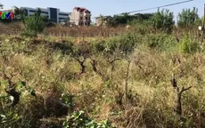 Hàng nghìn cây đào chết héo ngay trước Tết Nguyên đán