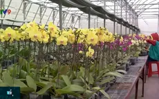 Khai thác lậu giống hoa: Góc khuất ở các trang trại trồng hoa ở Đà Lạt