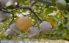 Trải nghiệm thăm vườn trái cây Nhật Bản