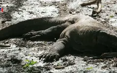 Indonesia bán vé trực tuyến đến Công viên quốc gia Komodo