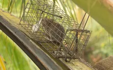 Nghề bẫy chuột trên cây