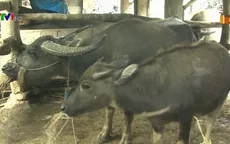 Sẵn sàng hỗ trợ Sa Pa di chuyển đàn gia súc tránh rét