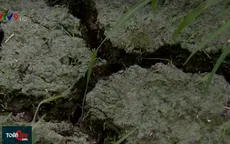 Đất thoái hóa, bạc màu, năng suất lúa giảm nghiêm trọng