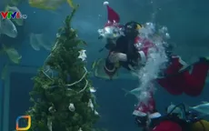 Cây thông Noel cho những chú cá mập