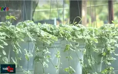 Độc đáo rau má có hương thơm bạc hà