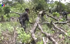 Colombia xóa sổ hơn 81.000ha cây coca