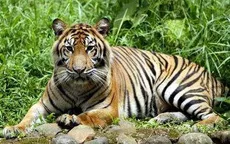 Indonesia: Bắt giữ 5 người tàng trữ bào thai hổ Sumatra quý hiếm
