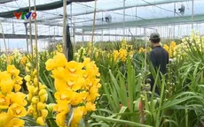 Cận Tết, giá địa lan Đà Lạt tăng cao, hàng chục triệu đồng/chậu