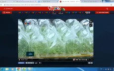 Khởi nghiệp thành công với xuất khẩu cây giống chất lượng cao