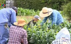 Xu hướng người cao tuổi muốn tiếp tục làm việc tại châu Á