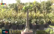 Thu nhập hấp dẫn với những cây sứ ghép