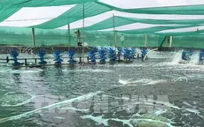 Thủ phủ tôm Bạc Liêu đẩy mạnh nuôi tôm công nghệ cao