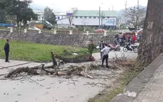 Hy hữu: Cành cây gạo rơi trúng người, nam thanh niên tử vong tại chỗ