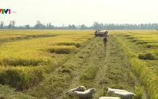 Đồng Tháp kiến nghị tạm trữ lúa Đông Xuân