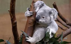Cảnh báo nguy cơ tuyệt chủng gấu túi Koala