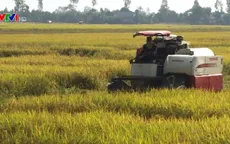 Đề xuất nhiều giải pháp tiêu thụ lúa