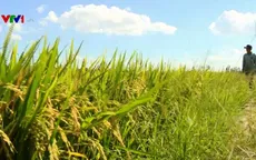 Giá lúa xuống thấp khiến nông dân ĐBSCL gặp khó khăn