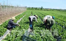 Mô hình hợp tác - Điểm sáng về kinh tế nông nghiệp