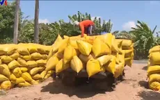 ĐBSCL: Nông dân “đứng ngồi không yên” vì giá lúa xuống quá thấp