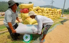 Tiếp tục tìm đầu ra cho lúa ĐBSCL