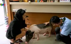 Tương lai của những chú lợn cảnh sau Tết Nguyên đán Kỷ Hợi