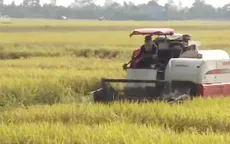 Doanh nghiệp Trung Quốc tìm cách đầu tư sản xuất lúa gạo tại Việt Nam