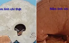 Phân biệt nấm linh chi kém chất lượng như thế nào?