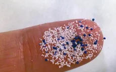 Phát hiện loài hải tiêu có thể hấp thụ hạt vi nhựa