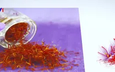 Nhụy hoa nghệ tây được phân phối chính thức ở Việt Nam
