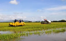 Giá lúa ở ĐBSCL cải thiện sau chỉ đạo mua tạm trữ của Chính phủ