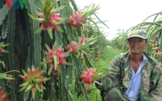 Nông dân Bình Thuận trúng lớn nhờ thanh long giữ giá cao