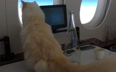 Mèo của Karl Lagerfeld trở thành "mèo giàu nhất thế giới"