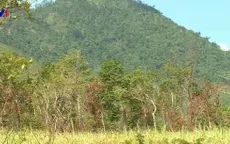 Sẽ gắn "biển số" để giữ rừng căm xe tại Khánh Hòa