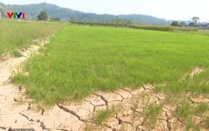 Hơn 600 ha cây trồng tại Đăk Nông có nguy cơ mất trắng