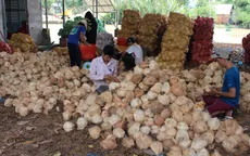 Chính thức công bố đề án tổ chức Lễ hội Dừa lần thứ 5