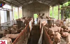 Hà Nội: Xử lý nghiêm người đứng đầu nếu địa phương xảy ra dịch tả lợn