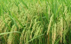 Nông dân thất vọng vì giá lúa Đông Xuân giảm