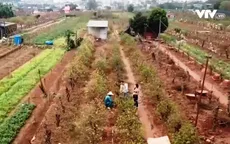 Làng hoa đào Nhật Tân sau Tết