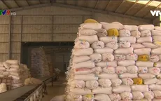 Giá lúa Đông Xuân xuống thấp, doanh nghiệp trữ lúa miễn phí cho nông dân chờ giá lên