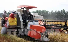 Sớm tháo gỡ khó khăn, nỗ lực khơi thông thị trường gạo