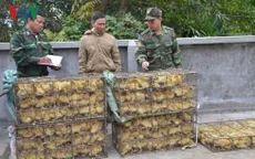 Quảng Ninh: Đồn biên phòng Hải Hòa bắt giữ 700 con vịt giống nhập lậu