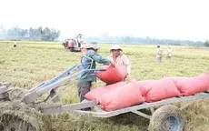 Giá lúa Đông Xuân giảm do đóng cống ngăn mặn
