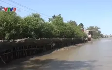 Hiệu quả cao với bờ kè sinh thái chống sạt lở