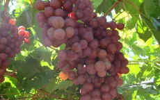Nho tươi cao cấp Australia thâm nhập thị trường Việt Nam