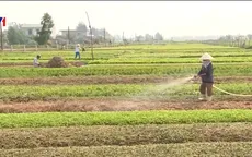 Thiếu đầu tư đồng bộ, rau VietGAP khó vào siêu thị